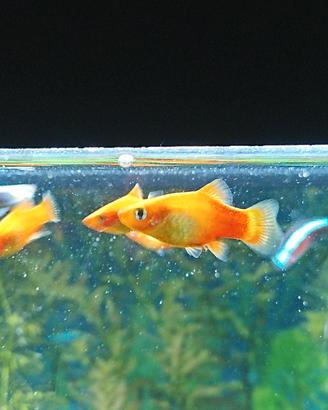 Platy