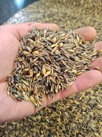 Avena Nera per animali