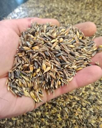 Avena Nera per animali