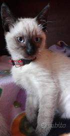 Cucciola Thai (siamese tradizionale)