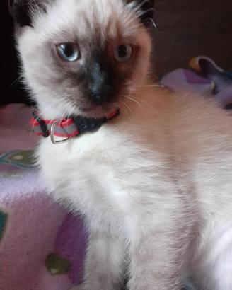 Cucciola Thai (siamese tradizionale)