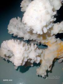Corallo bianco  naturale