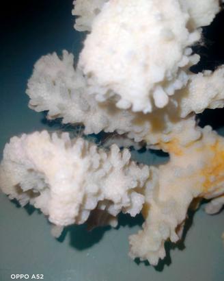 Corallo bianco  naturale