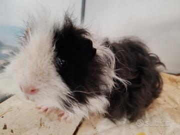 Cavia peruviana o porcellino d'india