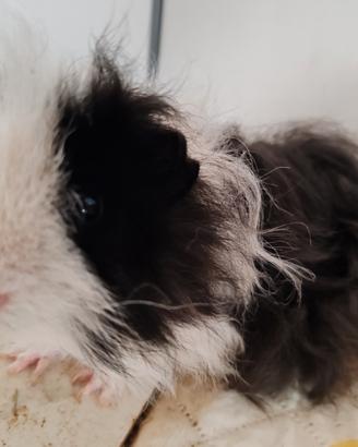Cavia peruviana o porcellino d'india