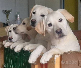 Labrador Retriever FEMMINE
