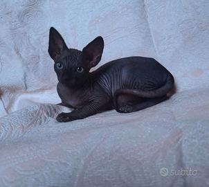 Sphynx cuccioli trasporto in tutta italia