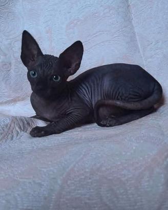 Sphynx cuccioli trasporto in tutta italia
