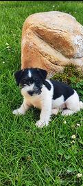 Jack Russell