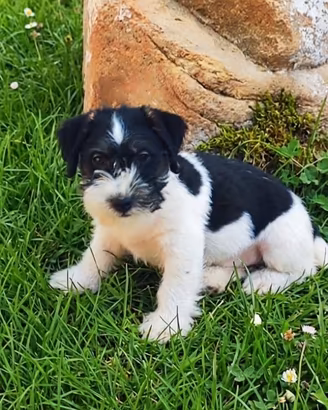 Jack Russell