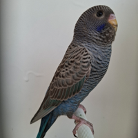 Cocorite faccia nera black face