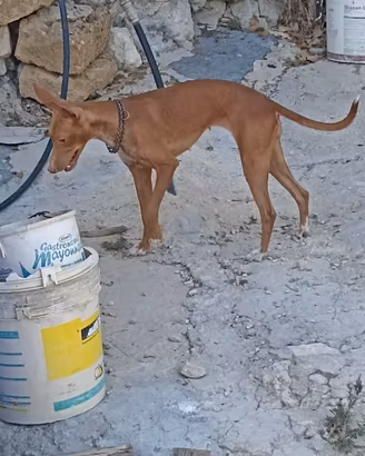 Caccia al coniglio