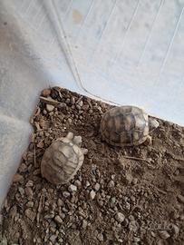 testudo marginata