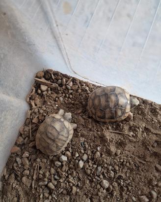 testudo marginata