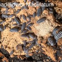 Isopodi Armadillidium Maculatum