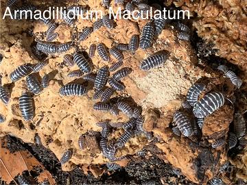 Isopodi Armadillidium Maculatum
