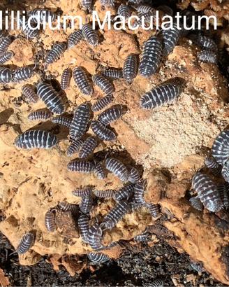 Isopodi Armadillidium Maculatum