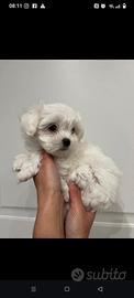 Cuccioli di maltese