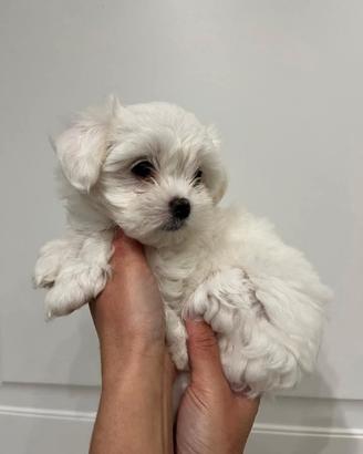 Cuccioli di maltese