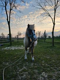 Pony femmina