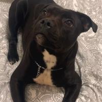 Staffordshire bull terrier