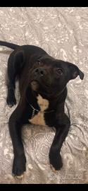 Staffordshire bull terrier