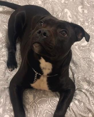 Staffordshire bull terrier