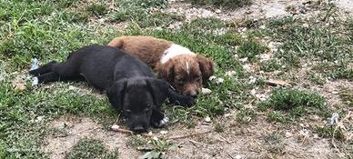 Disponibili cuccioli springer bracco