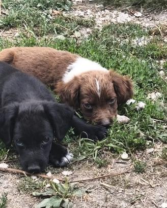 Disponibili cuccioli springer bracco
