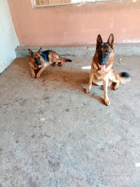 Cuccioli pastore tedesco