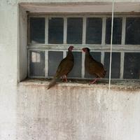 Fagiano argentato femmine