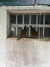 Fagiano argentato femmine