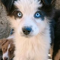 Cuccioli di pastore australiano