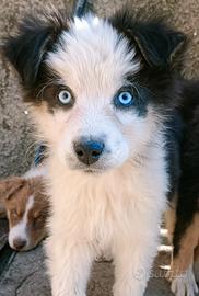 Cuccioli di pastore australiano