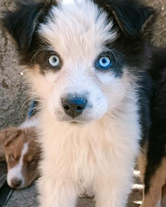 Cuccioli di pastore australiano