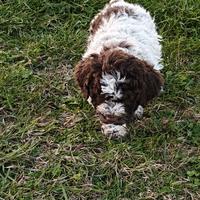 Lagotto Romagnolo CUCCIOLI con Pedigree