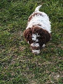 Lagotto Romagnolo CUCCIOLI con Pedigree