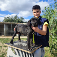 Cane corso