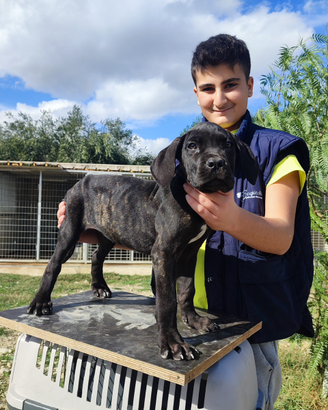 Cane corso
