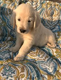 Golden Retriever cuccioli