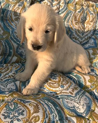 Golden Retriever cuccioli
