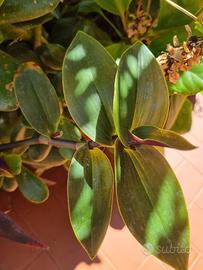 mix succulente assortite a scelta