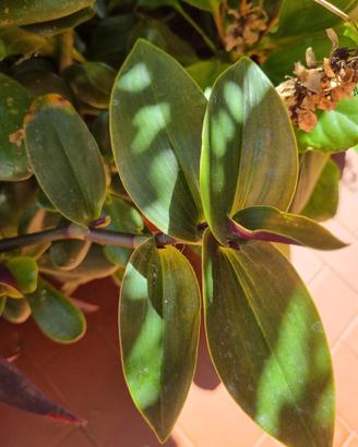 mix succulente assortite a scelta