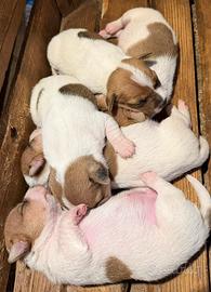 Cuccioli jack russel