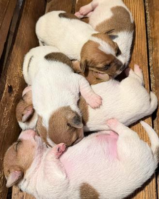 Cuccioli jack russel