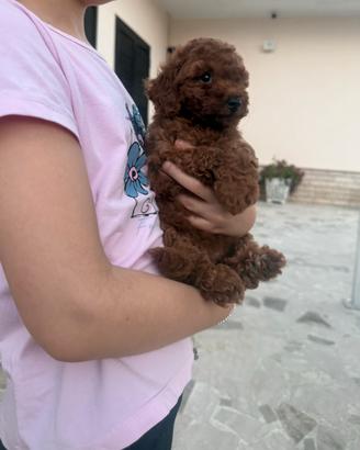 Barboncino toy Barboncina