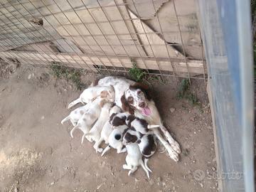 Cuccioli di cane Setter Inglese