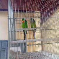 Pappagalli barraband