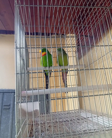 Pappagalli barraband