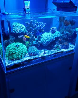 acquario marino 
